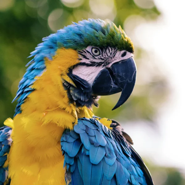 Bird Swing & Perch Kit — Pet Supplies at Peasley Store