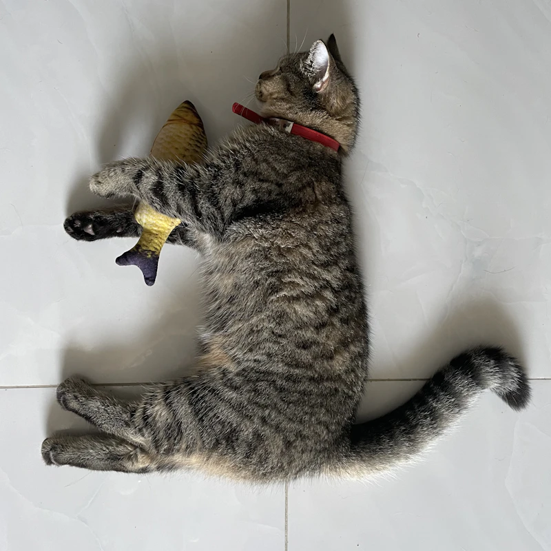 Feather Wand Cat Toy Set β Pet Supplies at Peasley Store