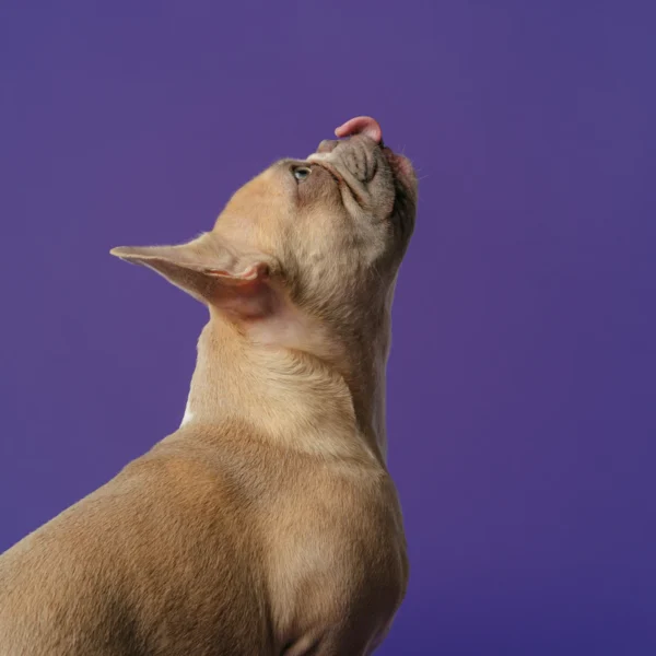 Grain-Free Dry Dog Food 12 lb — Pet Supplies at Peasley Store