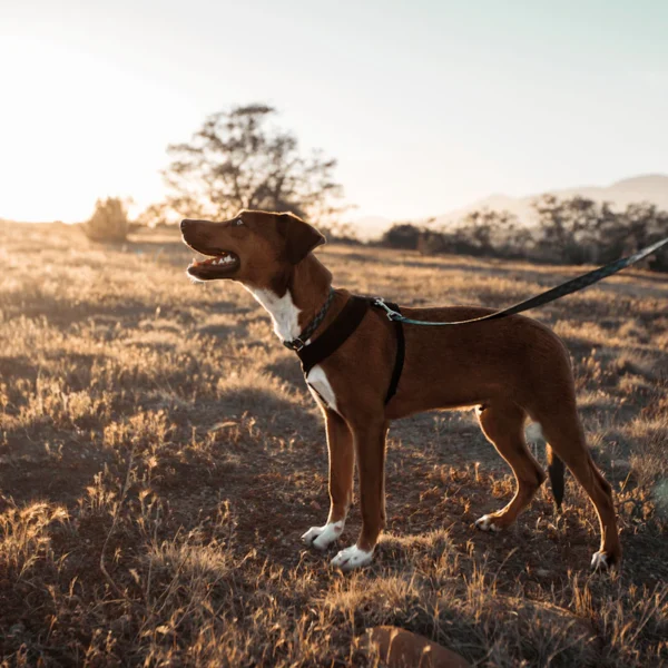 No-Pull Harness & Leash Set — Pet Supplies at Peasley Store