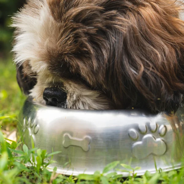 Slow-Feeder Bowl Set — Pet Supplies at Peasley Store